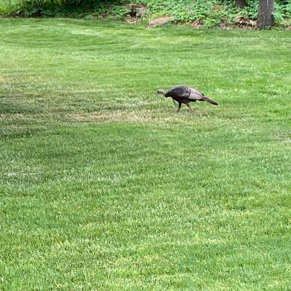 Meet your Posher, Dot - Picture 1 of 1